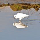 Garza y su reflejo