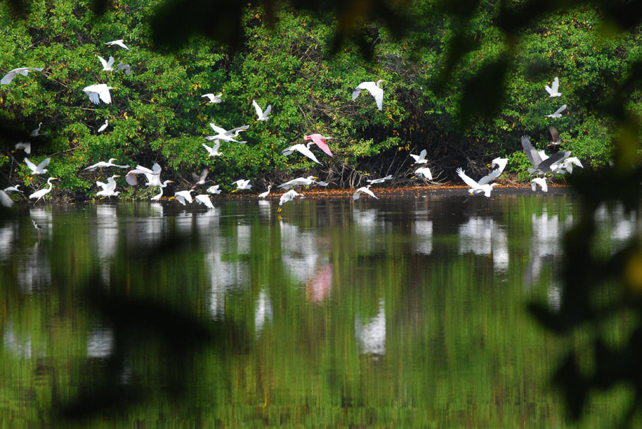 Garzas