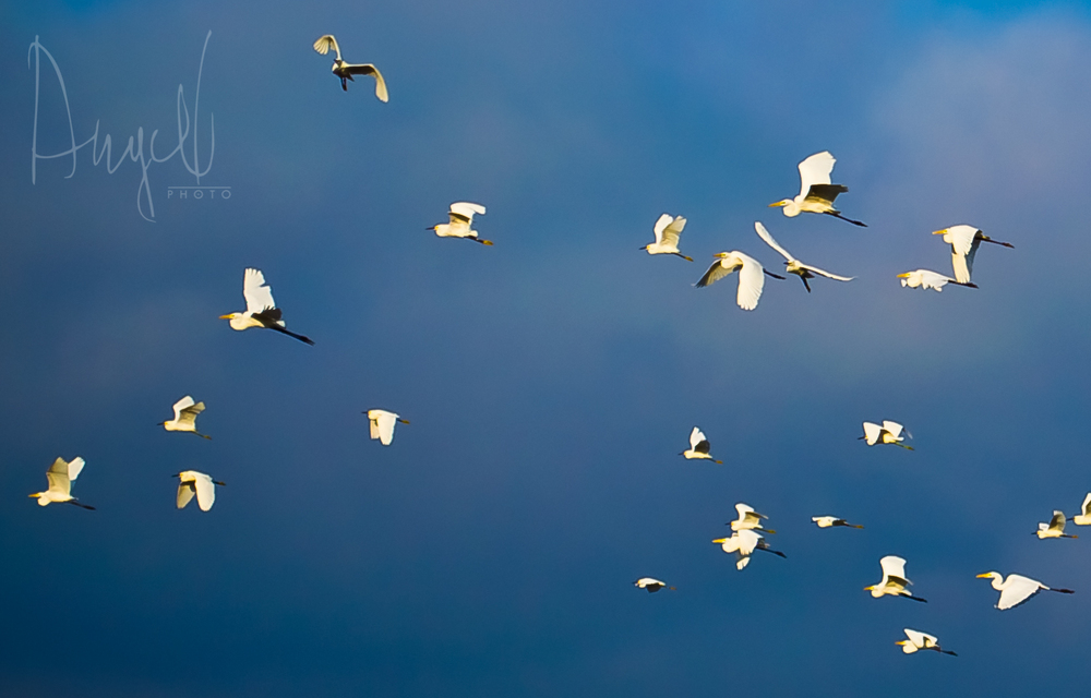 Garzas al amanecer