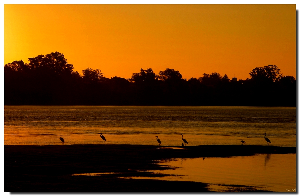 Garzas al atardecer.