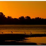 Garzas al atardecer.