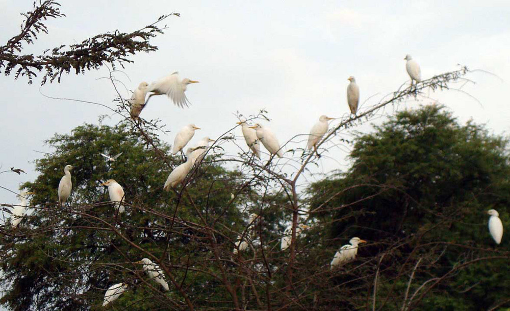 Garzas kurz vor der Nachtruhe