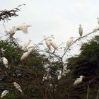 Garzas kurz vor der Nachtruhe