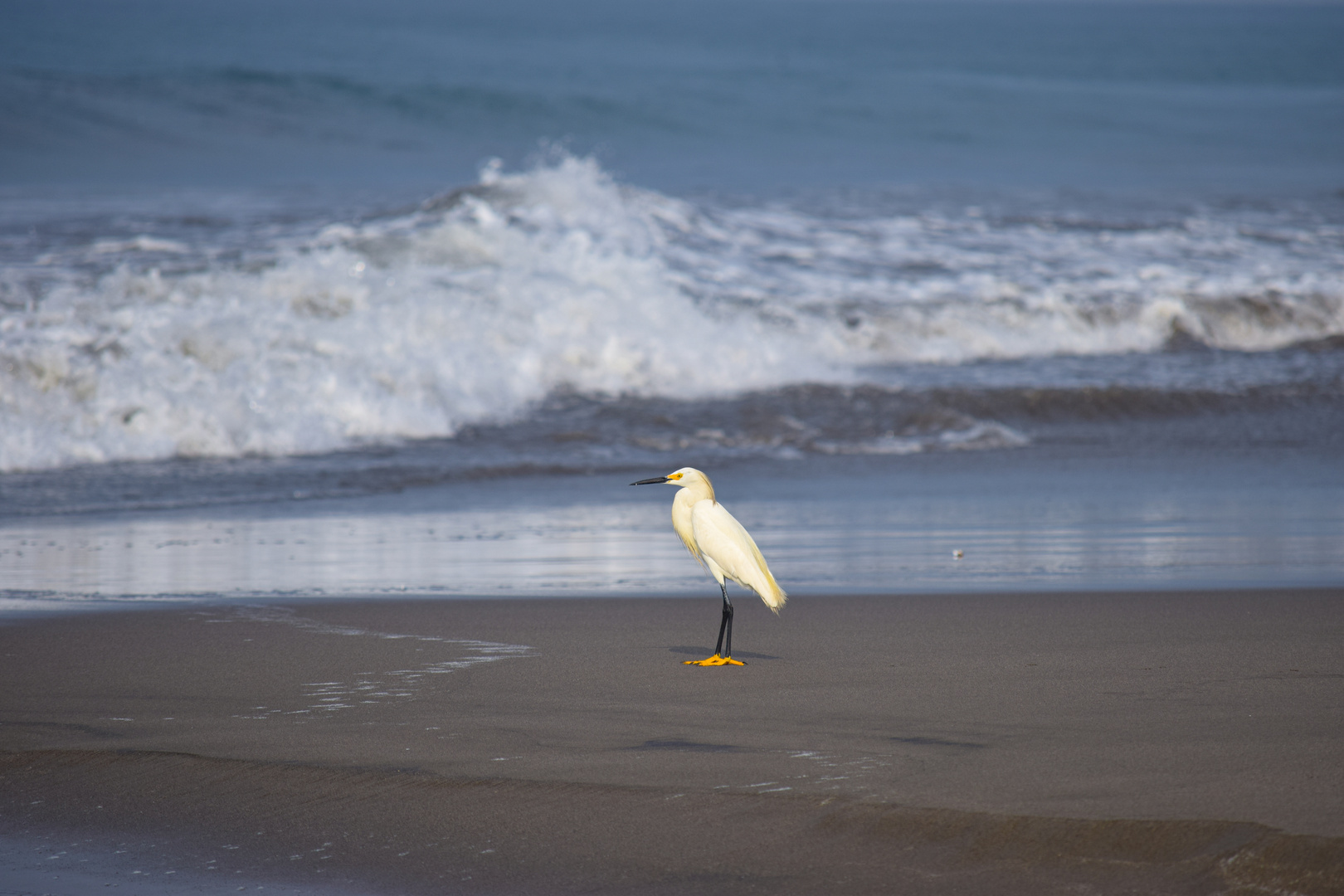 Garzeta comun (Egretta Gracetta)