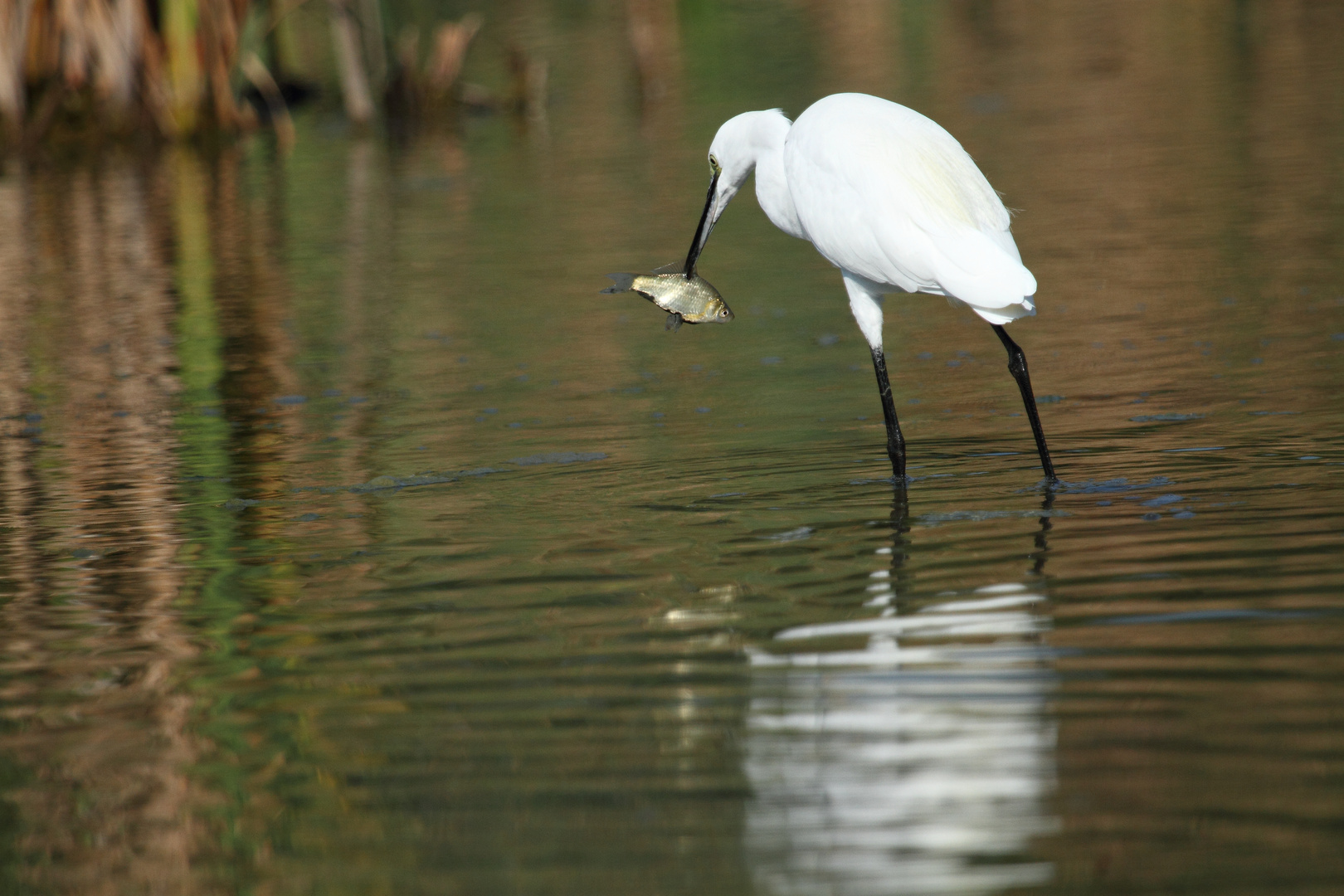 garzetta a pesca