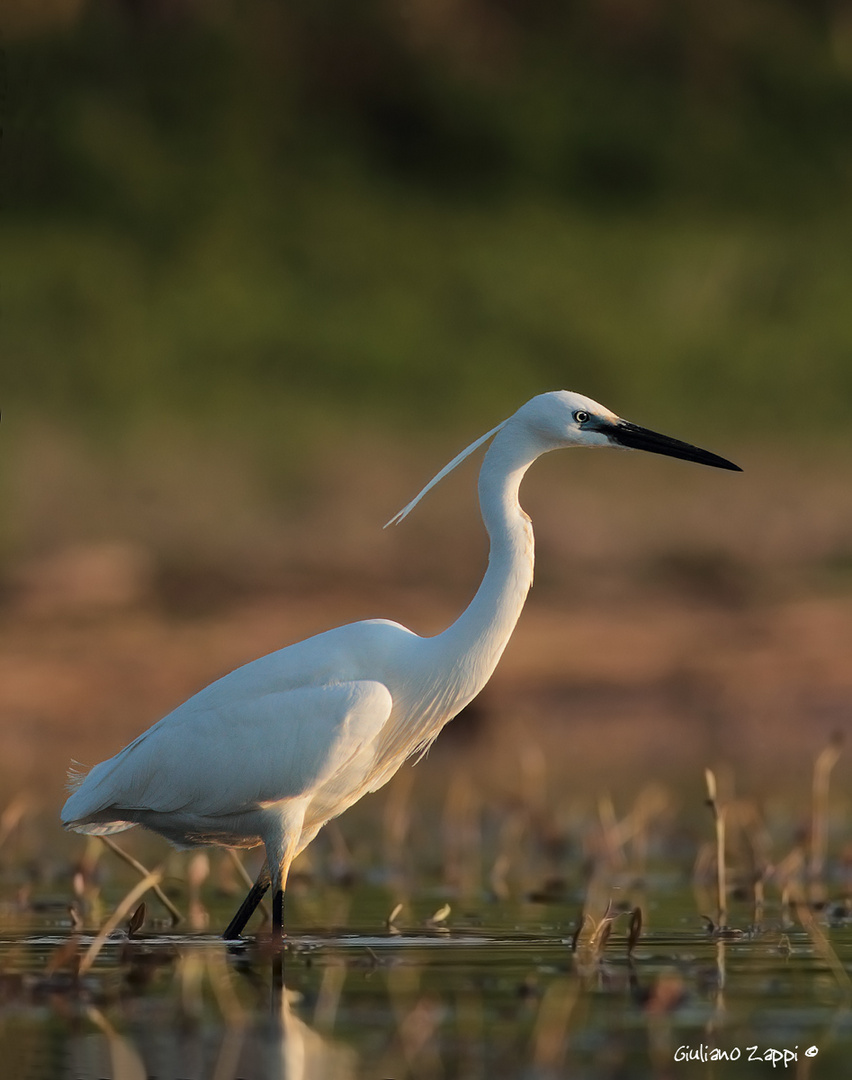 Garzetta al tramonto. (Egretta garzetta)