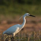 Garzetta al tramonto. (Egretta garzetta)