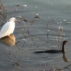 Garzetta e cormorano