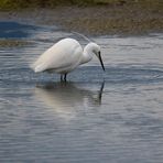 Garzetta (Egretta garzetta)