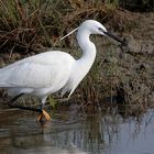 Garzetta (Egretta garzetta)