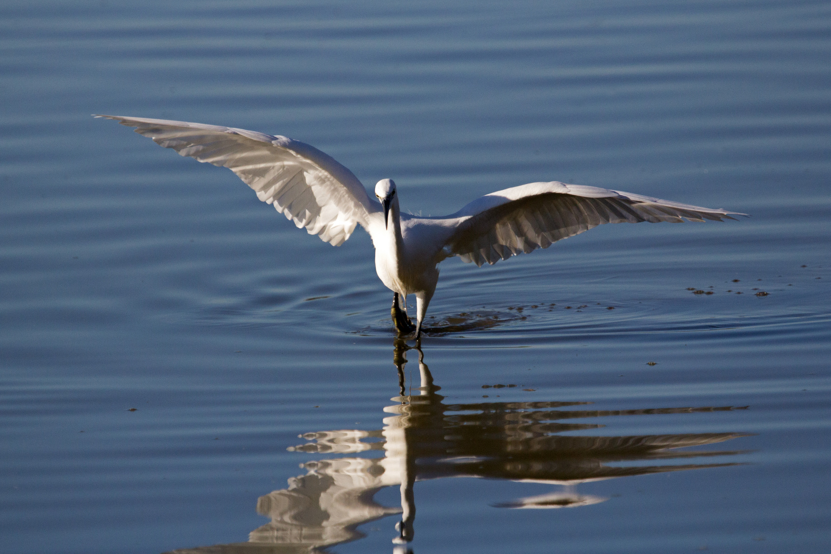 Garzetta (Egretta garzetta)