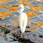 Garzetta - Egretta garzetta