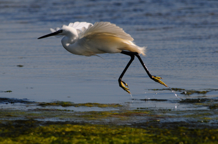 Garzetta - Egretta garzetta - Sardegna