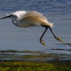 Garzetta - Egretta garzetta - Sardegna