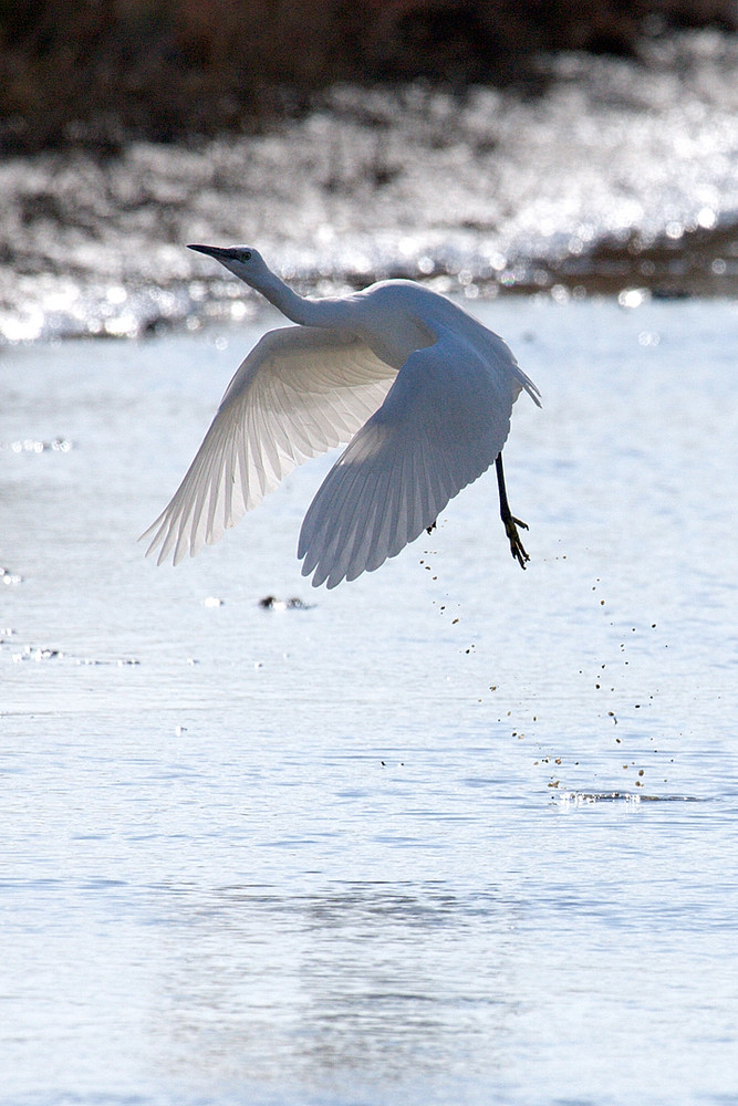 garzetta in volo