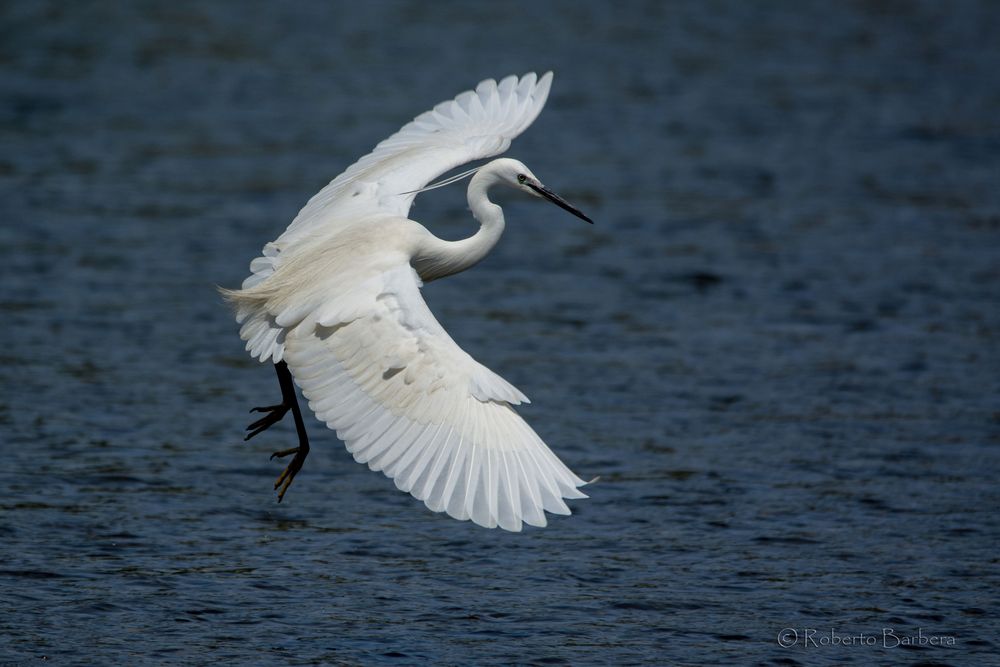 Garzetta in volo