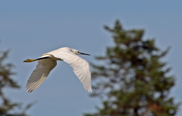 Garzetta in volo