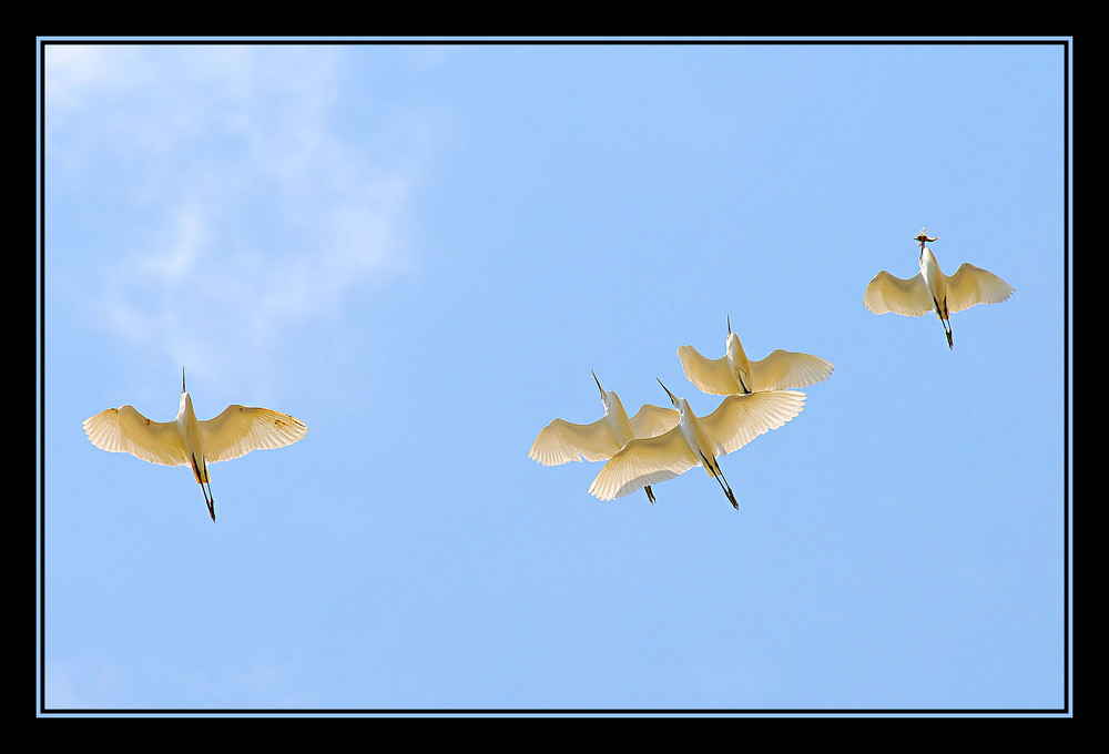 Garzette in volo " una fortunata con gambero "