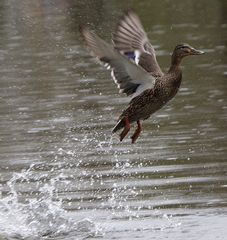 Gas geben... fliegen !