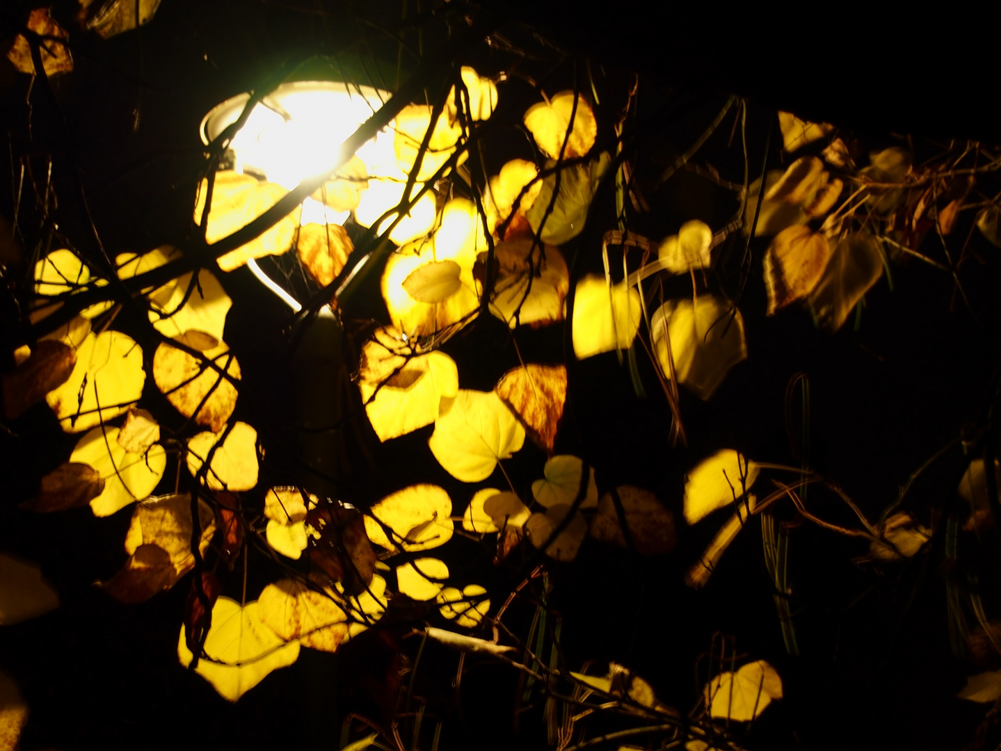 Gas Street-Lamp behind Autumn Foliage