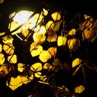 Gas Street-Lamp behind Autumn Foliage