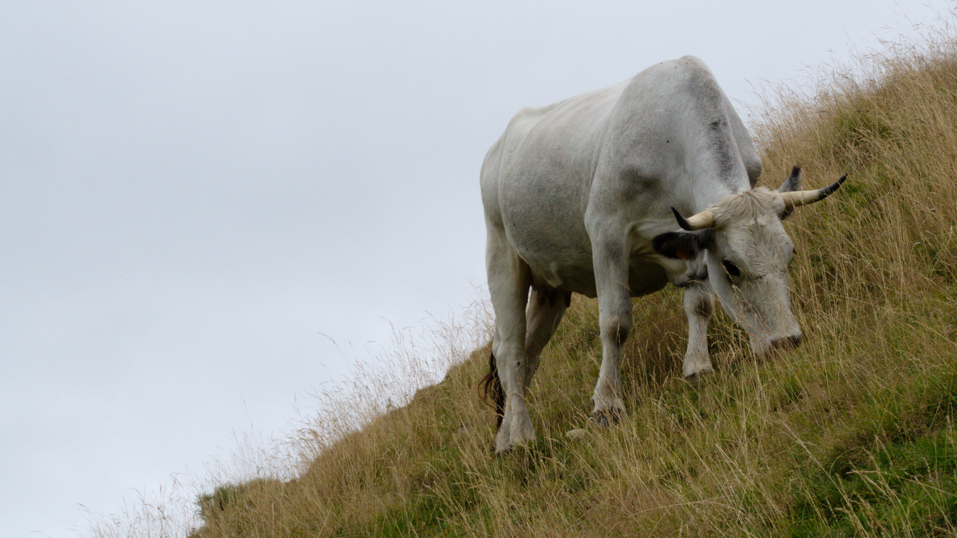 Gasconne de l'Ariège