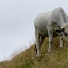 Gasconne de l'Ariège