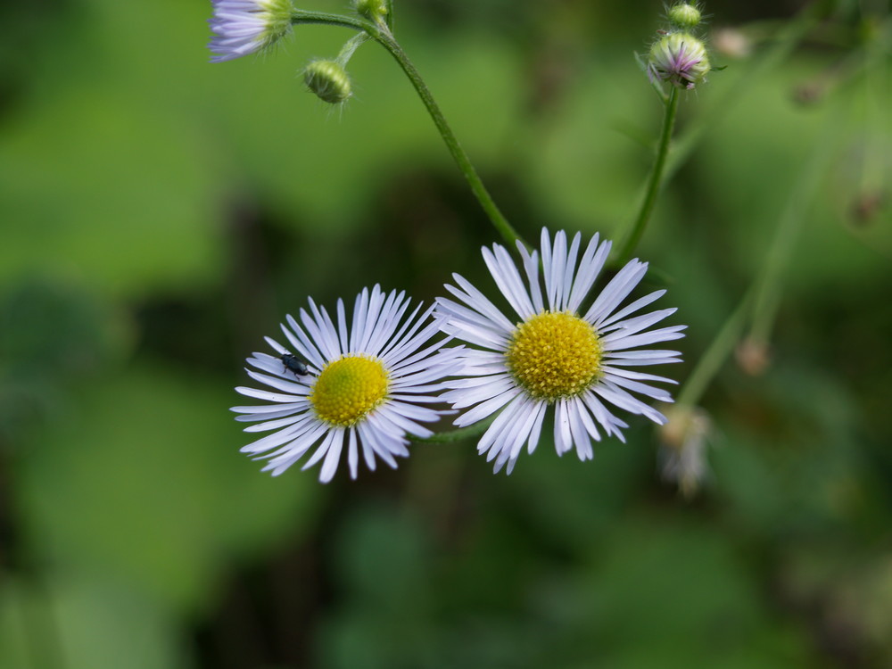 GaselBlume