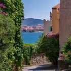 Gasen von Collioure (15)