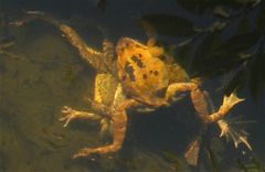 Gasfrosch 1  (Rana temporaria) nach der Überwinterung