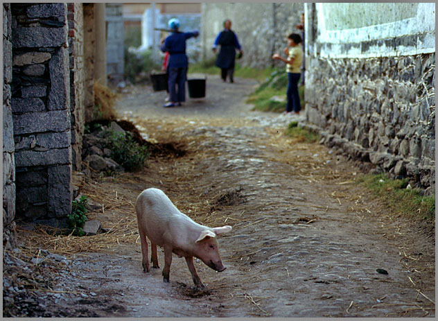 Gassenschwein