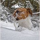 Gassi gehen bei 30 cm Neuschnee...