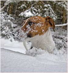 Gassi gehen bei 30 cm Neuschnee...