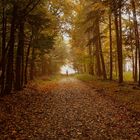 Gassi gehen im Herbstwald