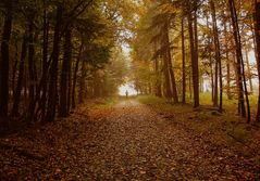 Gassi gehen im Herbstwald