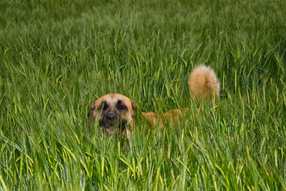 Gassi gehen im Kornfeld