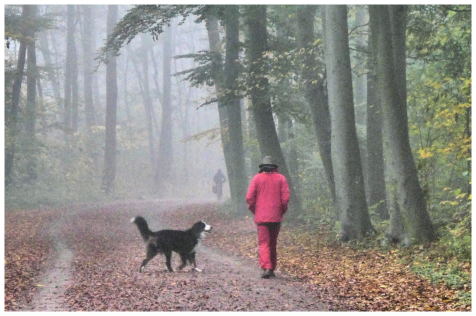 Gassi gehen im Nebel