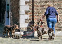 Gassi gehen in Maastricht/Niederlande