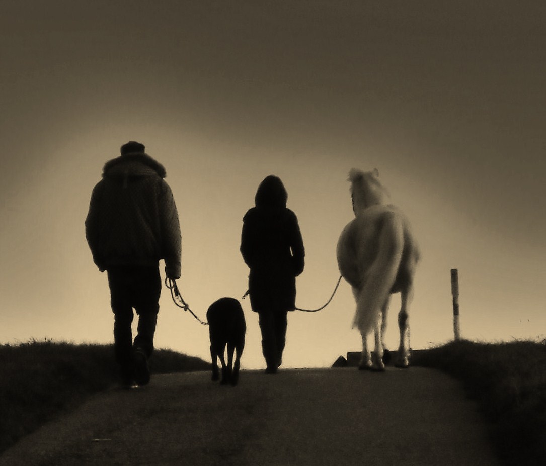 Gassi gehen mit Hund und Pferd