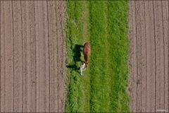 Gassi gehen mit Pferd