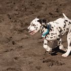 Gassi rennen am Strand