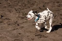 Gassi rennen am Strand