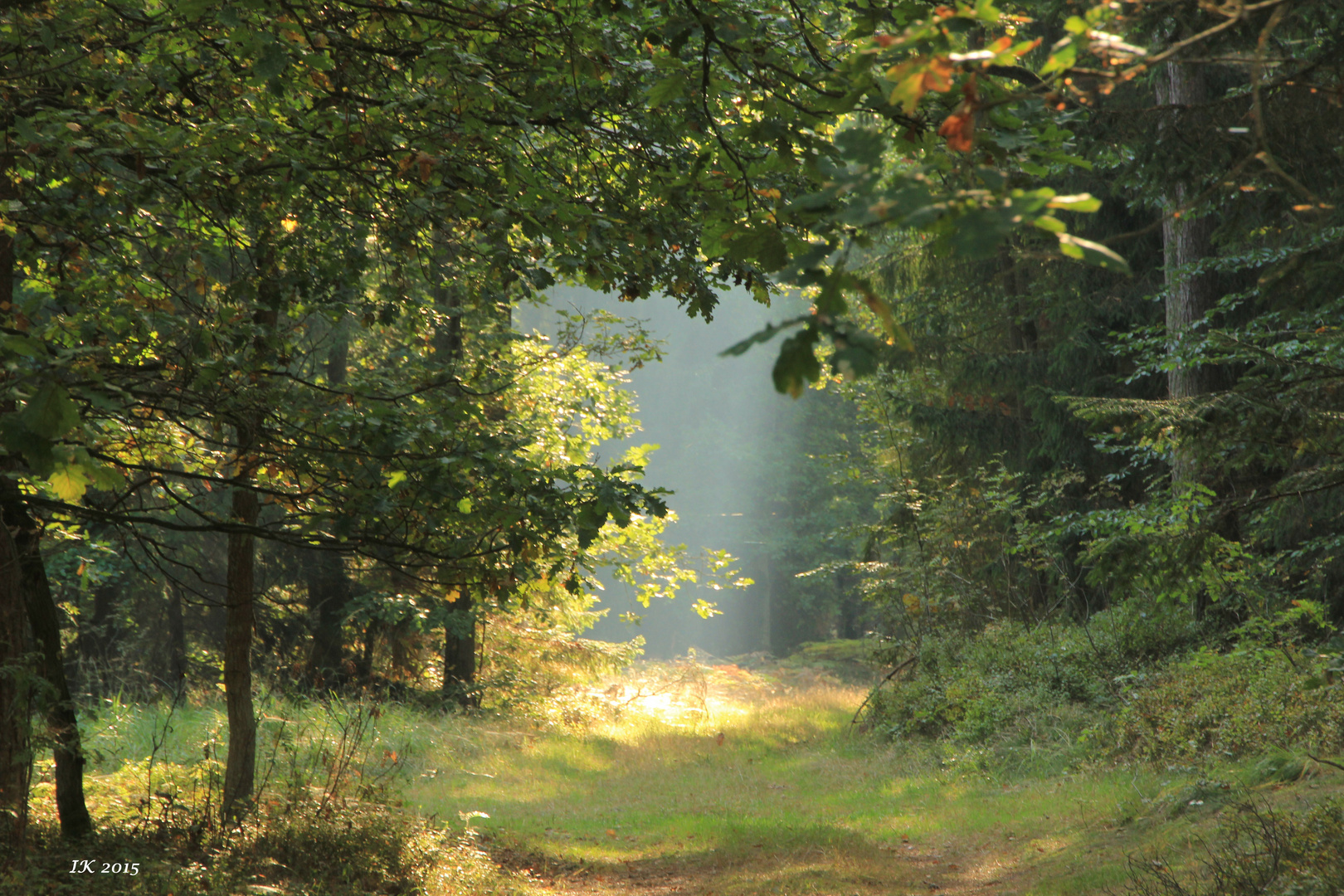 Gassi-Runde-Waldweg