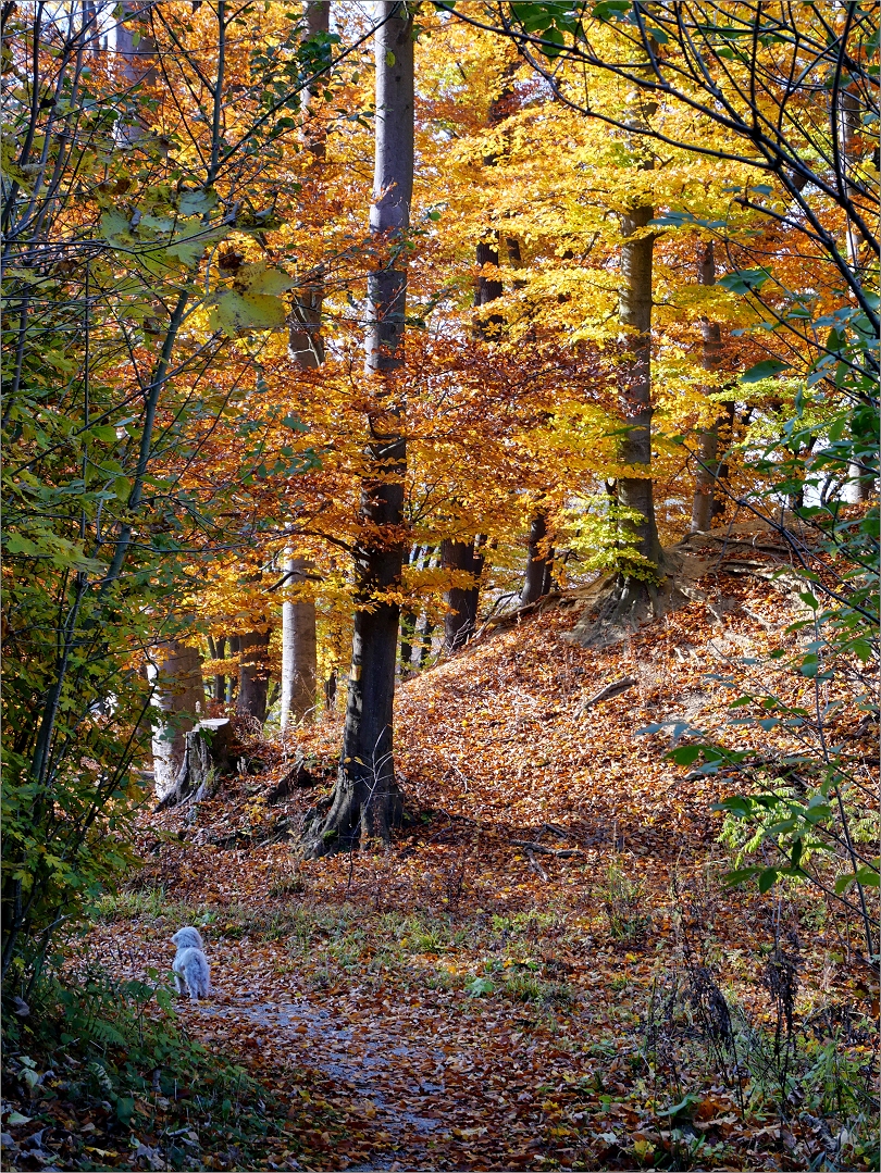 Gassiegehen in Mauerbach