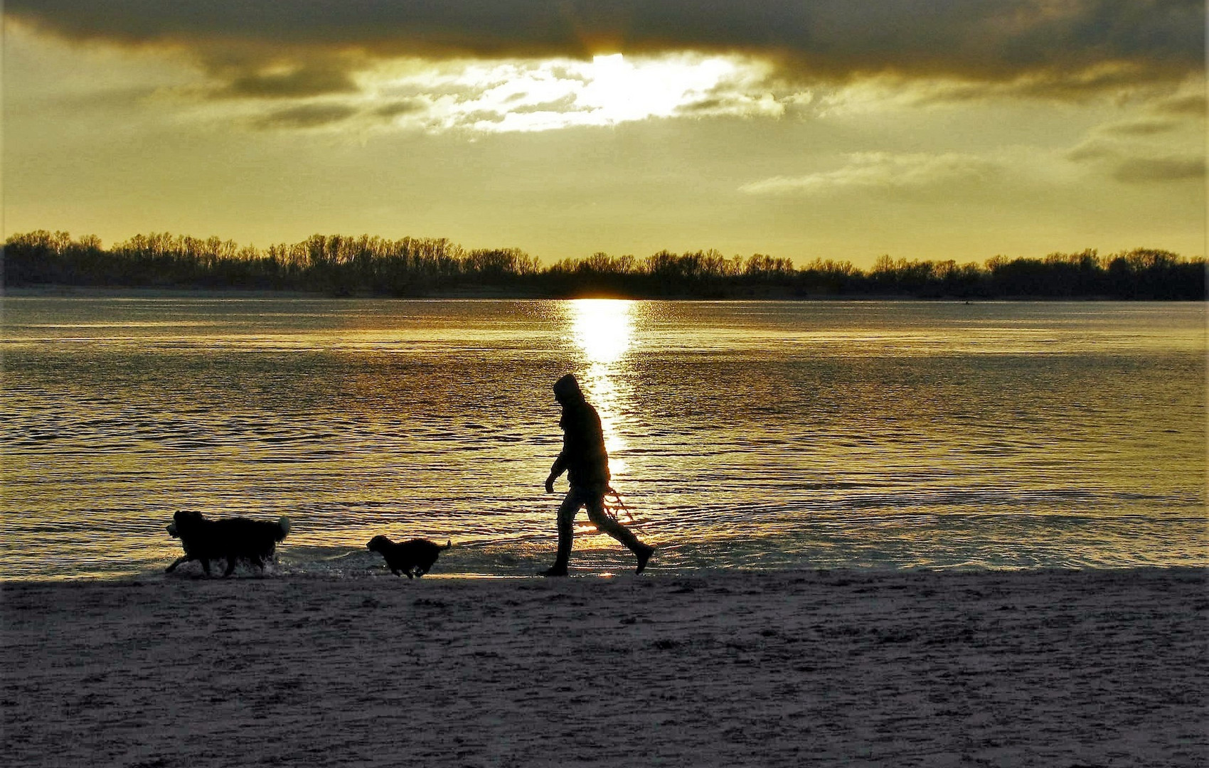 Gassigehen am Elbestrand