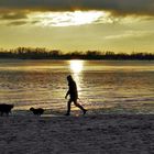 Gassigehen am Elbestrand