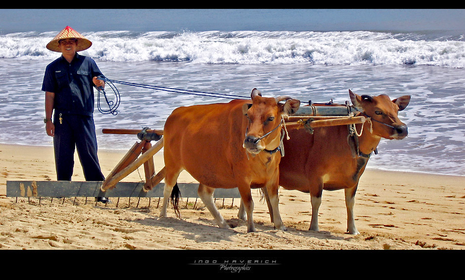 :: Gassigehen am Strand ::