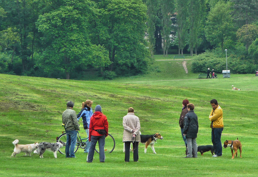 Gassigehen im Park