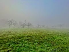 Gassirunde im Nebel