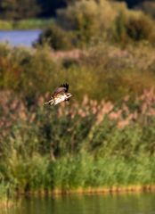 "Gast am Altmühlsee"